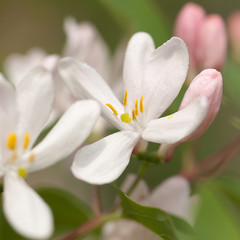 Fototapeta na wymiar branch of honeysuckle with beautiful pink flowers and buds