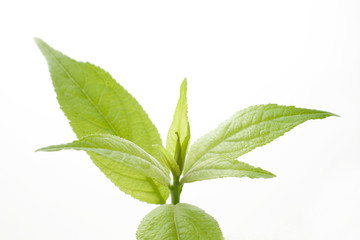 杜仲茶の葉　新芽　