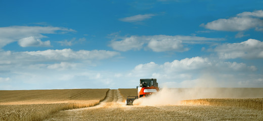Fototapeta premium Combine harvester works. Harvesting wheat in the field on a Sunny day. Beautiful, bright, natural landscape with colorful sky. The concept of work in agriculture, outdoors.