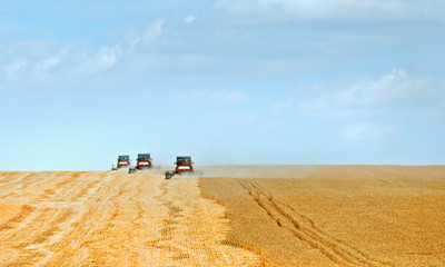 Combine harvester works. Harvesting wheat in the field on a Sunny day. Beautiful, bright, natural...