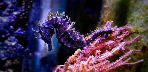 Profile of Mediterranean Seahorse in Saltwater aquarium tank - Hippocampus guttulatus - obrazy, fototapety, plakaty