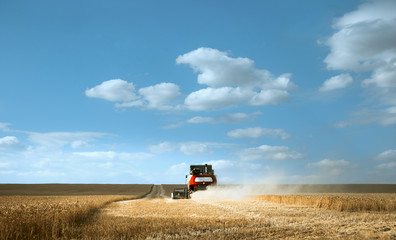 Naklejka premium Combine harvester works. Harvesting wheat in the field on a Sunny day. Beautiful, bright, natural landscape with colorful sky. The concept of work in agriculture, outdoors.