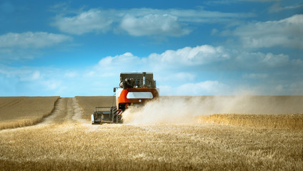 Obraz premium Combine harvester works. Harvesting wheat in the field on a Sunny day. Beautiful, bright, natural landscape with colorful sky. The concept of work in agriculture, outdoors.