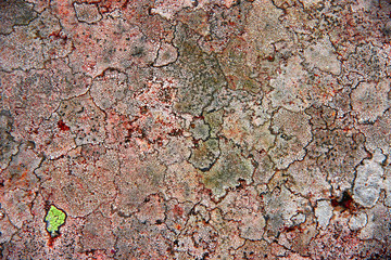stone texture with fungus, background image