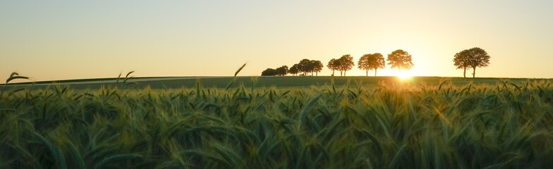 Untergehende Sonne über einen Getreidefeld