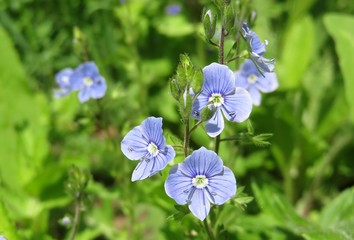 Veronica persica flowers in the garden in spring, closeup