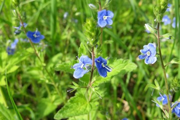 Veronica persica flowers in the meadow on natural green background