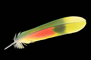 Bird feather color close-up isolated on a black background, floating, light, and airy.