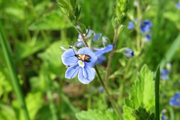 Blue veronica flower in the meadow in spring, closeup