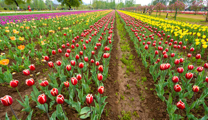 Fototapeta na wymiar Beautiful tulip flowers is a veritable Eden of Indira Gandhi memorial tulip garden is Asia largest at Srinagar, Jammu and Kashmir, India
