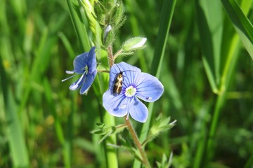 Veronica persica flowers in the meadow on natural green leaves background 