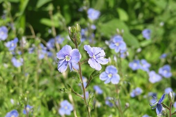 Blue veronica persica flowers in the meadow, closeup