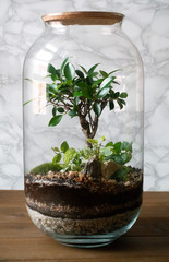 Small decoration plants in a glass bottle/garden terrarium bottle/ forest in a jar. Jar with piece of forest with self ecosystem. Save the earth concept. Bonsai