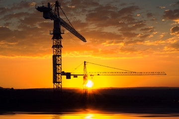 cranes at sunset © Michelle