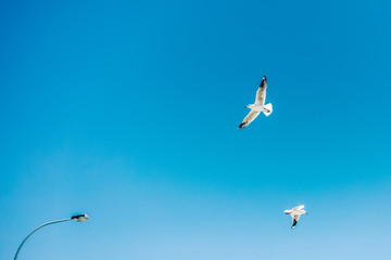seagull flying in the blue sky