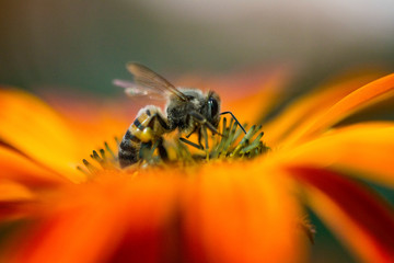 Bee's Landing