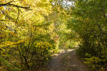 Autumn view of Cherna Gora mountain, Bulgaria