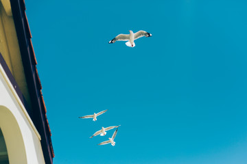 seagull flying in the blue sky