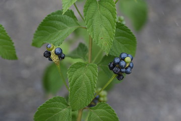 Lantana is a flower whose flower color gradually changes.
