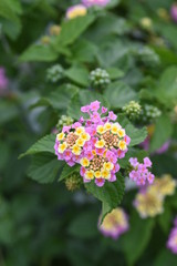 Lantana is a flower whose flower color gradually changes.