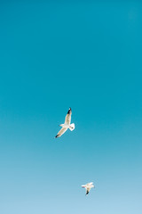 seagull flying in the sky