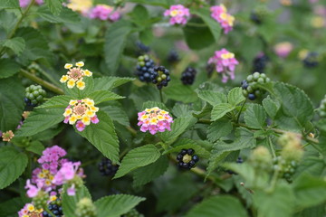 Lantana is a flower whose flower color gradually changes.