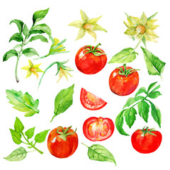 Tomatoes    Pattern on white and black background.