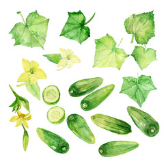 Cucumbers pattern.Gifts of nature.Isolated elements of cucumber and cucumber leaves.