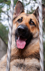 portrait of German shepherd bitch in latin america, canine guardian at home