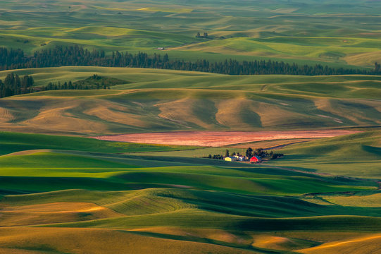 Beautiful Farmland Patterns Seen From Steptoe Butte, Washington. High above the Palouse Hills on the eastern edge of Washington, Steptoe Butte offers unparalleled views of a truly unique landscape.