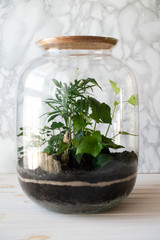 Small decoration plants in a glass bottle/garden terrarium bottle/ forest in a jar. Terrarium jar with piece of forest with self ecosystem. Save the earth concept 