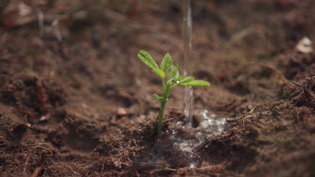 People planting seedlings in open ground outdoors. Close-up of a tiny baby plant growing in soil. Someone watering the little tree.