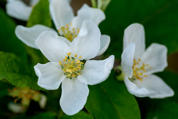 Fototapeta na wymiar white flower in the garden