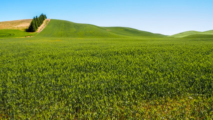 Farm Land Along Palouse Washington