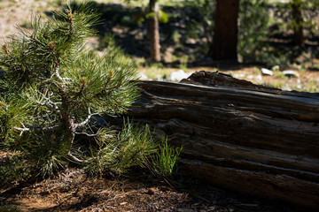 small tree growing next to fallen log