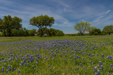 Fototapeta na wymiar Bluebonnets wildflowers under large trees in field and blue sky background