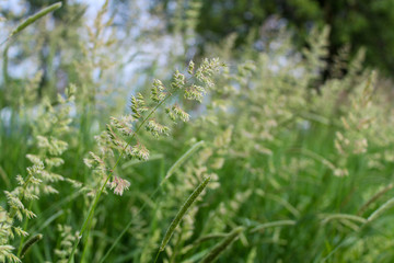 Seeds of Grass