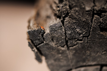 lady bug crawling  on a log