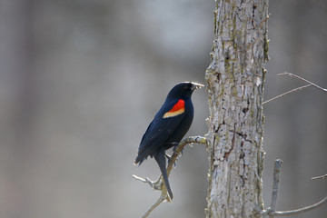 Red winged black bird on the tree branch