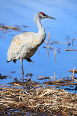 Sand hill crane in the marsh land