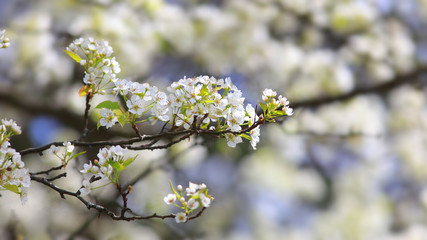 Close up shot of apple blossom