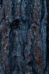 close up of tree trunk