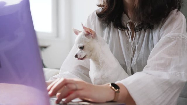 Very loyal cute pet. Mature dog. Sweet sleepy and boring Chihuahua sitting at computer. Female owner working on laptop. Inseparable. Studio. Indoors. Without face.