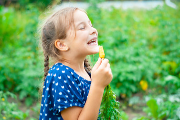 little beautiful girl smiles, picks and eats carrots in the garden