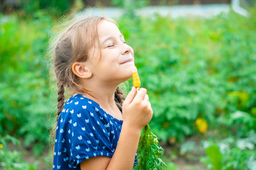 little beautiful girl smiles, picks and eats carrots in the garden