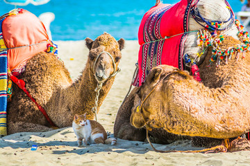 Unusual friendship between cat and camels on moroccan beach near Mediterranean Sea