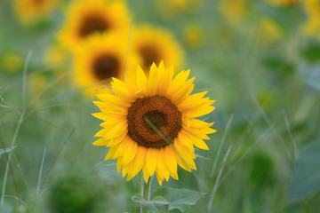 Early summer sunflowers in Cumming, Georgia.