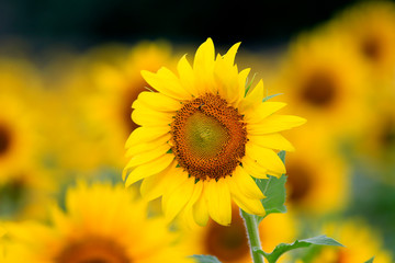 CUMMING, GA - JULY 10:    (Photo by David J. Griffin)