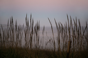 tall grass by ocean at dusk