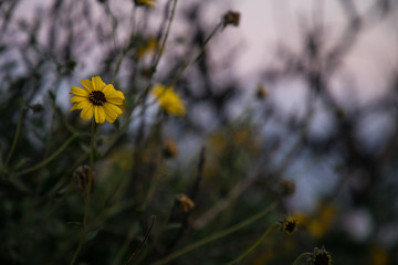 yellow flowers at dusk